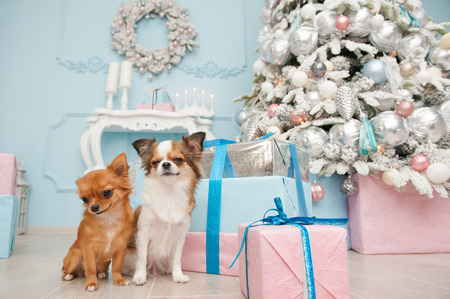 cute pair of small chihuahua dogs sitting in blue new year eve decorationsの写真素材