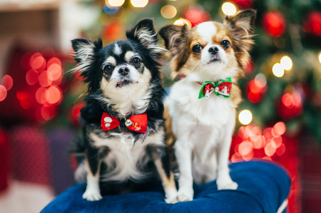 two cute little funny chihuahua dogs in bowtie sitting on padded stool in christmas decorの写真素材