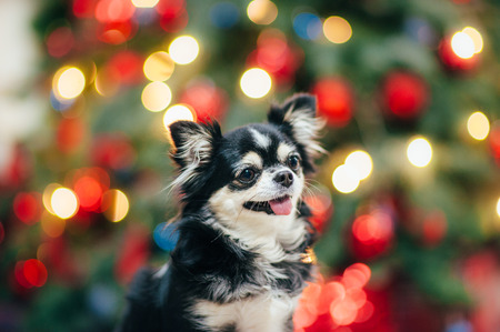 small pet funny chihuahua dog with tongue on christmas tree with toys backgroundの写真素材