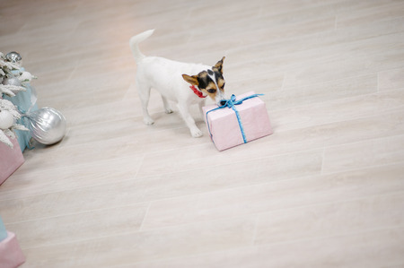 funny little dog jack russell terrier find gift box with christmas present on floor copy spaceの写真素材