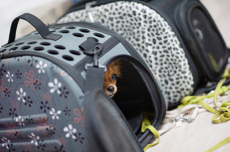 little brown chihuahua dog sitting inside transportation case ready for tripの写真素材