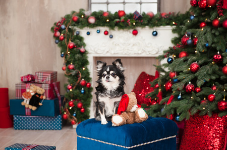 cute funny dog chihuahua sitting on padded stool with teddy bear in beautiful merry christmas decorationの写真素材