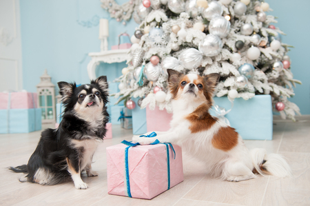 two little pet chihuahua dogs with gift pink box in happy new year decorationsの写真素材