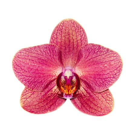 one maroon orchid isolated on white background close-up exotic flower during flowering - Image. concept perfumery and body careの写真素材