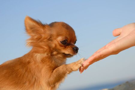 tender touch handshake of young woman hand and little cute sweet puppy of chihuahua pet dog outdoors blue skyの写真素材