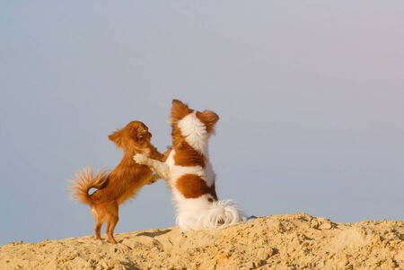 friendship concept of two small dogs chihuahua pets hugging each other standing on sand on blue sky...