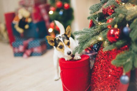 funny curious active jack russell terrier pet animal standing with paws on christmas red box of gift near Xmas tree with toysの写真素材