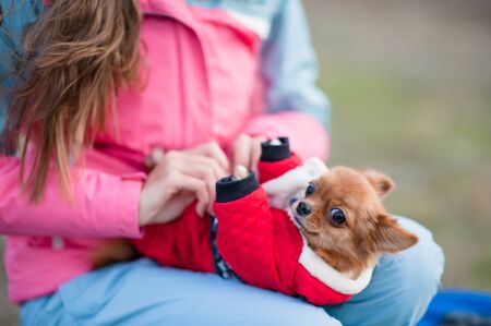 girl owner in track suit dressing her little chihuahua dog in animal clothes outdoorsの写真素材