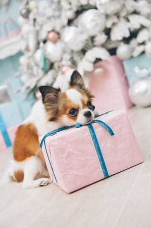 pensive small chihuahua dog sitting with christmas gift pink box near xmas tree among new year decor waiting for ownerの写真素材
