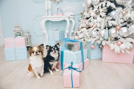 two funny chihuahua pets dog sitting near boxes with gifts and christmas tree new year eve holidayの写真素材