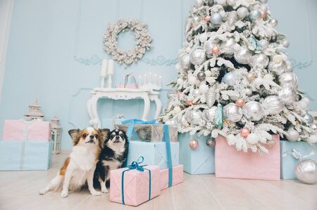 two funny family chihuahua dogs sitting near boxes of gift and christmas tree with toys during holiday eveの写真素材