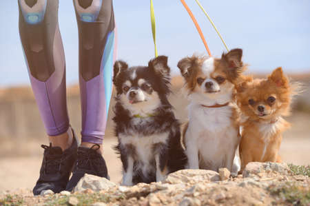 sport activy young female girl legs in sneakers holding leashed three little pet dogs chihuahua sitting on ground during outdoor leisure activity and obedience trainingの写真素材