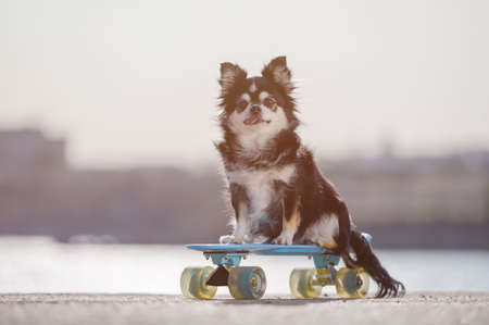 obedience training concept of little pet dog chihuahua sitting on blue skateboard on sea shore in sunset ridingの写真素材