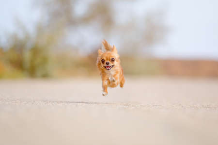 funny little dog chihuahua flying in air during fast running outdoor leisure lifestyle activity with copy spaceの写真素材