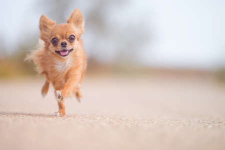 little running active pet sport dog chihuahua running outdoor training leisure with copy space fastの写真素材