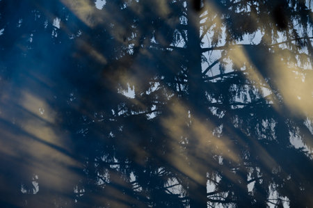beautiful sunset warm yellow light shining glow through smoke and fir spruce tree blue shadow in forestの写真素材