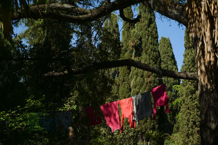 homeless hiking colorful clothes drying on green trees in outdoor park in sunny weather dayの写真素材