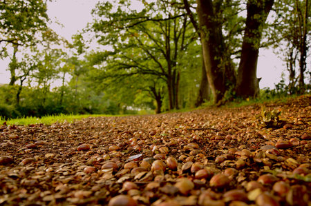 Autumn path covered with fallen acornsの写真素材