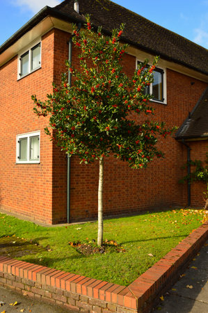 Young Viburnum Tree with Red Berries Near House in Autumnの写真素材