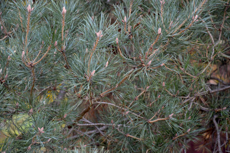 Full frame texture of green spruce branches close-upの写真素材