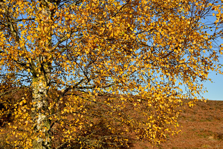 Close-up of autumn birch tree with yellow leavesの写真素材