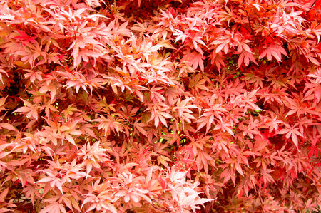 Full frame of red Japanese maple leaves in autumnの写真素材