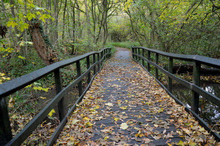 Autumn Forest Footbridge Covered in Leaves Over Quiet water Streamの写真素材