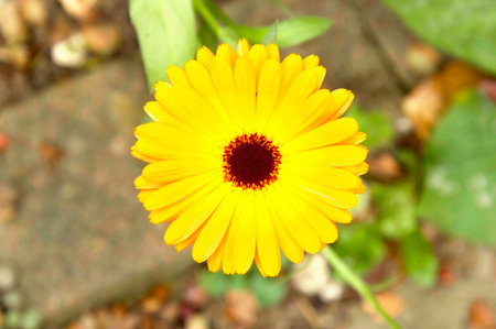 Bright Yellow Flower with Red Center in Natural Garden Settingの写真素材