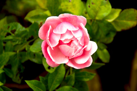 Soft Pink Rose in Bloom Surrounded by Green Garden Leavesの写真素材
