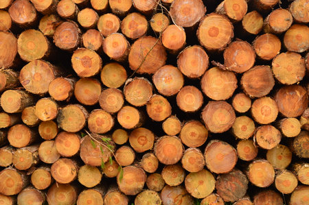 Stacked Tree Logs Showing Circular Cuts and Natural Wood Textureの写真素材