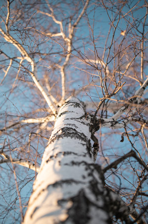 Birch trunk in winter with fallen leavesの写真素材