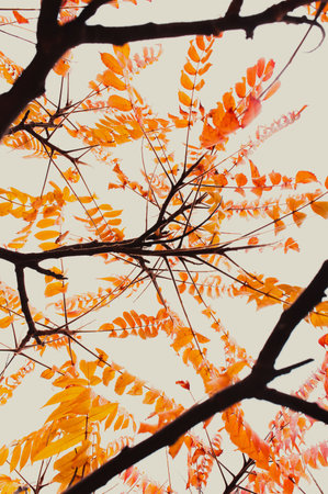 beautiful background with tree with orange leaves
