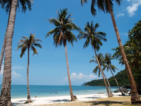 Coconut Trees on a beach in Koh Wuatalab, Angthong National Park, Surat, Thailand の写真素材