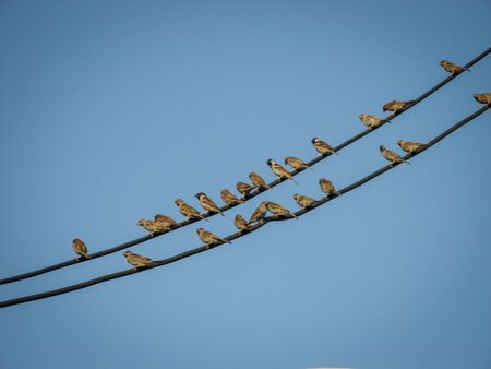 A row of sparrows on a power cord in the city with blue sky background. Sparrow birds stay on line...