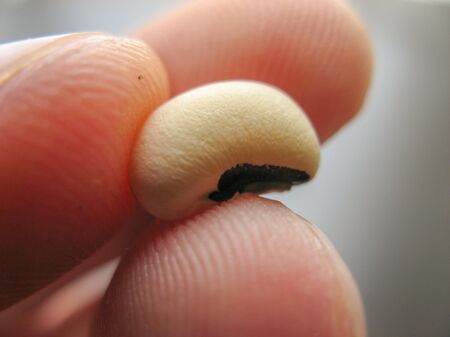 Close up of single black-eyed pea or bean Vigna unguiculata or cowpea on a finger.  Dried  cowpea seedの写真素材