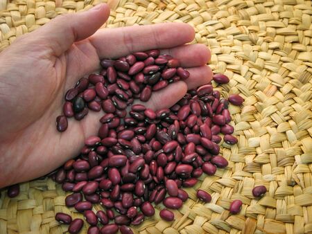 Close up of dried red bean seeds in hand with brown wooden background. Red bean seeds in hand next...