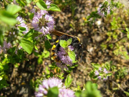 Pennyroyal  Mentha pulegium A bee. A honeybee sits on purple  mentha pulegium flower at sunny summer day. Closeup of a bee on a medicinal wild plant . Top view. Mountain mint.の写真素材
