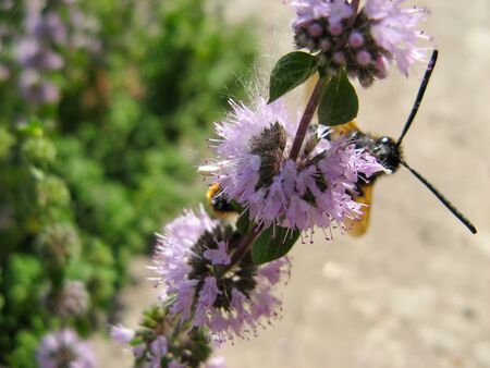  Pennyroyal  Mentha pulegium A bee. A honeybee sits on purple  mentha pulegium flower at sunny summer day. closeup of a bee on a medicinal wild plant  with blurred background.  Mountain mint.の写真素材