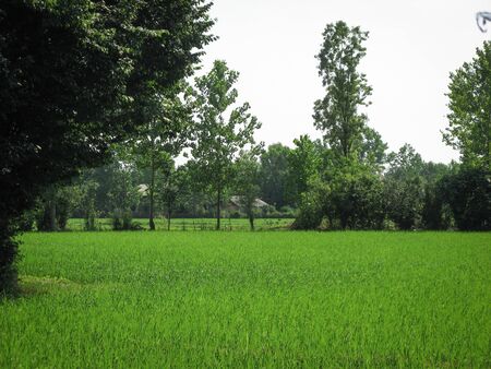 Green paddy rice field spring.Organic rice fields or paddy field Surrounded by trees in Iran, Gilan. Rural farmland in spring. Nature background.の写真素材