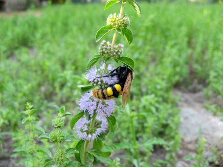  Pennyroyal  Mentha pulegium A wild bee. A bee sits on purple  mentha pulegium flower at sunny summer day. closeup of a bee on a medicinal wild plant  with blurred background. Mountain mintの写真素材