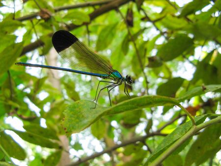 A colorful dragonfly on plant . Closeup of a dragonfly Odonata sitting on a leaf. Dragonfly blue, green and black color in the forest in nature. Portrait of a dragonfly. Macro shot of detail of insect.の写真素材