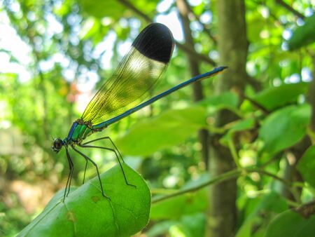 A colorful dragonfly on plant . Closeup of a dragonfly Odonata sitting on a leaf. Dragonfly blue, green and black color in the forest in nature. Portrait of a dragonfly. Macro shot of detail of insect.の写真素材