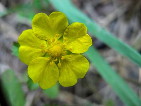 Close up of Yellow Wild flower with blurred background. Wildflower in Iran, Native plant. Ranunculus asiaticus or Ranunculus occidentalis var. Space for text. の写真素材