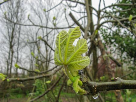 Close up of branch leaves buds on fig tree on a rainy day in spring. An insect  sits on the fig tree branch. One drop of water from the tree branch.の写真素材