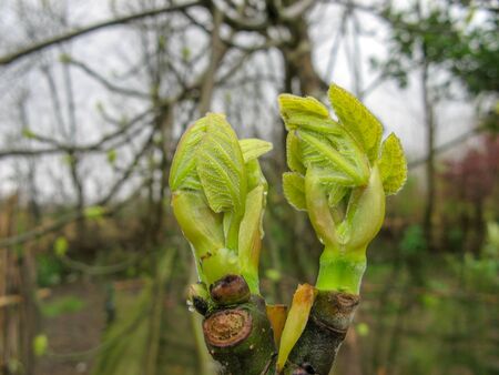 Close up of branch leaves buds on fig tree on a rainy day in spring. Begin germination of Fig tree leaves in Marchの写真素材
