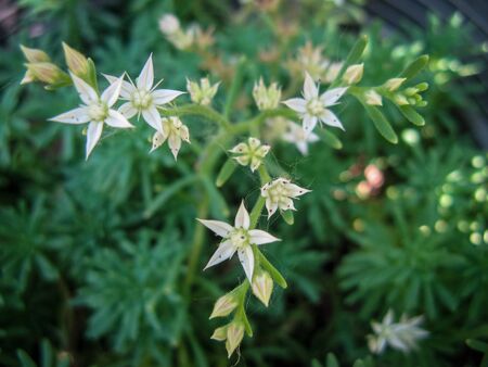Close up of Leontopodium nivale or edelweiss flower.  This mountain flower belongs to the daisy or sunflower family Asteraceae.の写真素材