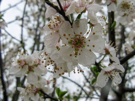 Blossoming background. Fruit tree blossoms. Beginning of spring.Plum tree blossoms. Raceme of plum tree. Persian plum tree
の写真素材
