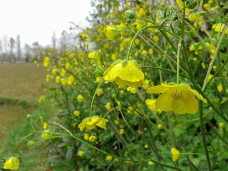 Yellow Flowers on a rainn Iran,Gilan,Rashtの写真素材