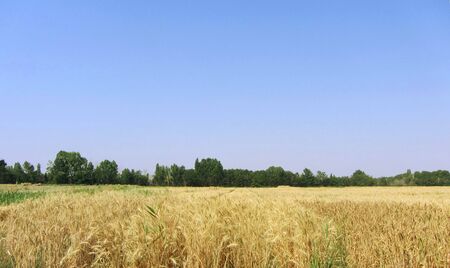 Wheat field with green trees background and blue sky in early summer.の写真素材