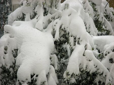 Pine branches under the snow in snow weather.の写真素材